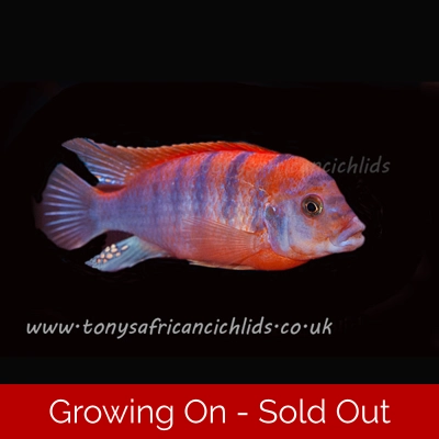 6 x Labidochromis super red top hongi 4cm